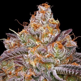 Granny Candy (Humboldt Seed Company) feminized