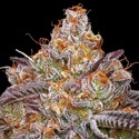 Granny Candy (Humboldt Seed Company) Feminisiert