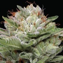 Durban Poison Auto (Humboldt Seed Company) Feminisiert
