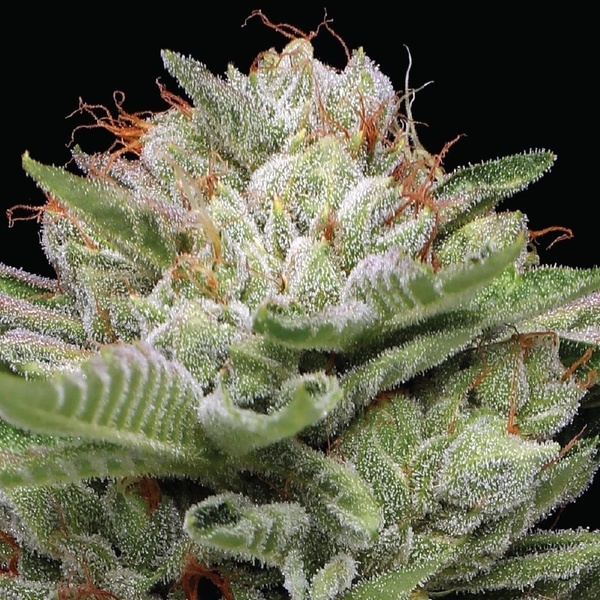 Durban Poison Auto (Humboldt Seed Company) Feminisiert