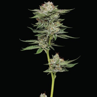 Durban Poison Auto (Humboldt Seed Company) Feminisiert