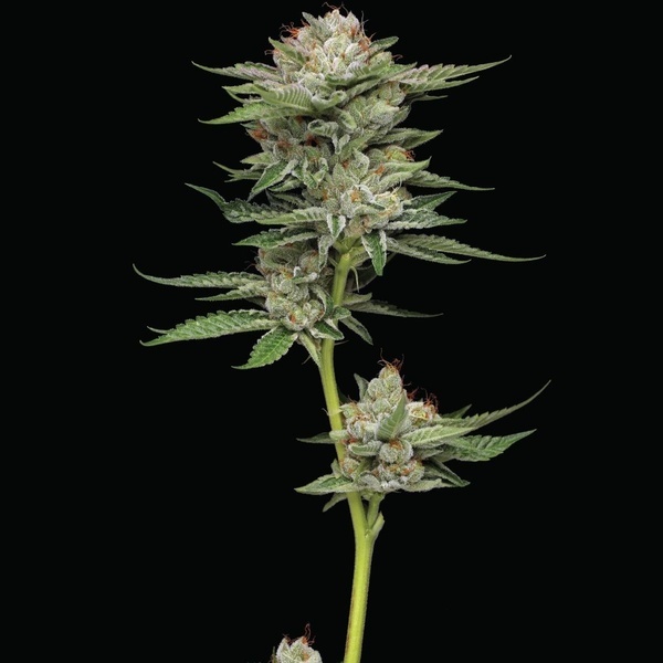 Durban Poison Auto (Humboldt Seed Company) Feminisiert