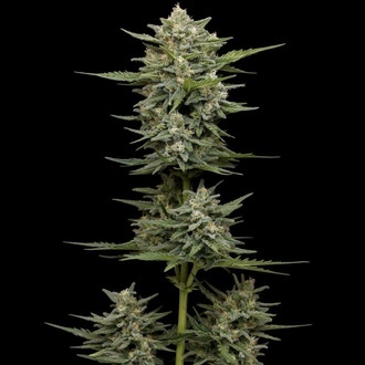 Vanilla Latte Automatic (Humboldt Seed Company) Feminized