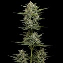 Vanilla Latte Automatic (Humboldt Seed Company) Feminized