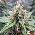 Drizl Pickl Automatic (Seedstockers) Feminisiert