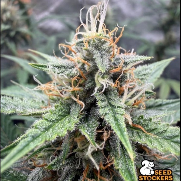 Drizl Pickl Automatic (Seedstockers) Feminisiert