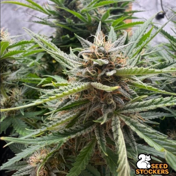 Fishy Zoap Automatic (Seedstockers) Feminisiert