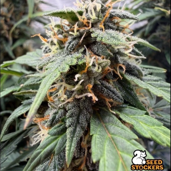 F.U.H (F*cked Up Hippy) Automatic (Seedstockers) Feminisiert