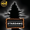 Stardawg Automatic (Seedstockers) Feminisiert