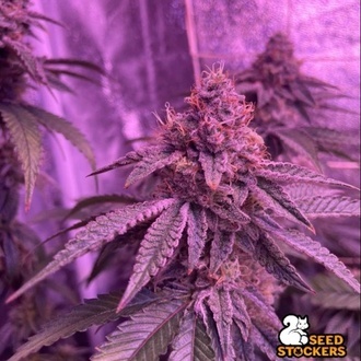 Barcelona Puff (Seedstockers) Feminisiert