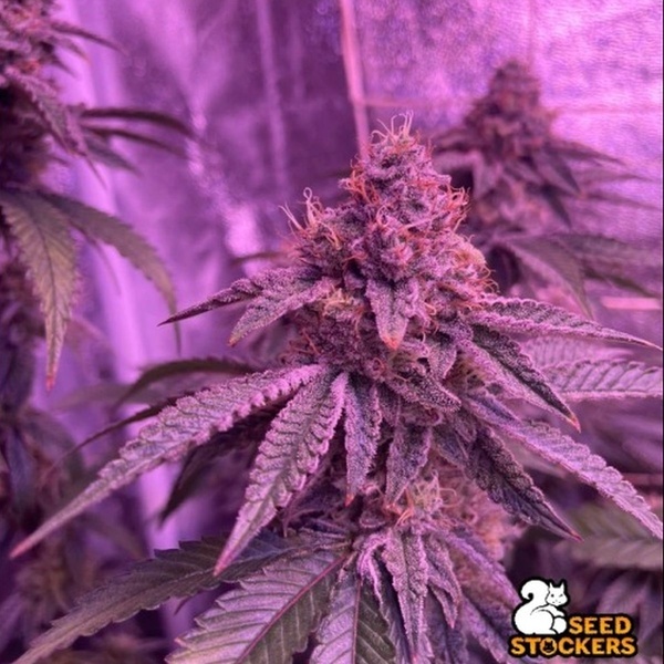Barcelona Puff (Seedstockers) Feminisiert