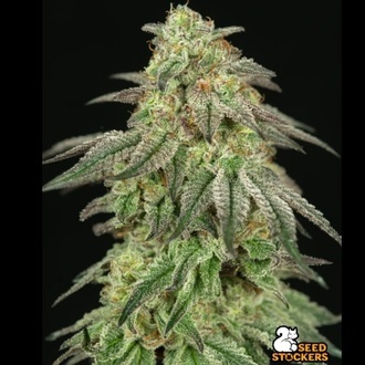 FUH F*cked Up Hippy (Seedstockers) Feminisiert