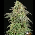 FUH F*cked Up Hippy (Seedstockers) Feminisiert
