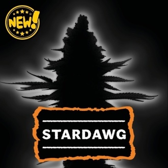 Stardawg (Seedstockers) Feminisiert