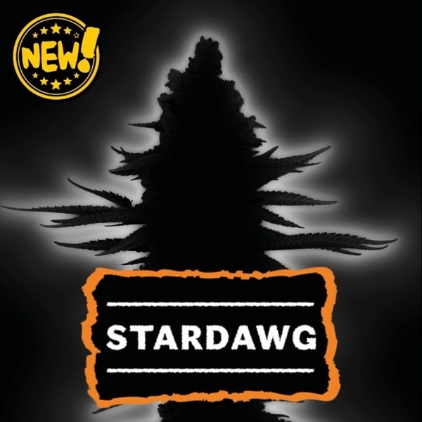 Stardawg (Seedstockers) Feminisiert