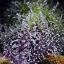 Super Boof XL Auto (Sweet Seeds) Feminisiert