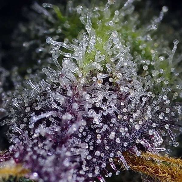 Super Boof XL Auto (Sweet Seeds) Feminisiert
