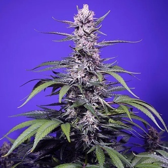 Permanent Marker XL Auto (Sweet Seeds) Feminisiert
