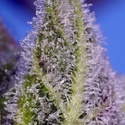 Permanent Marker XL Auto (Sweet Seeds) Feminisiert