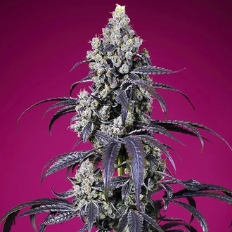 Tropicanna Cherry XL Auto (Sweet Seeds) Feminisiert