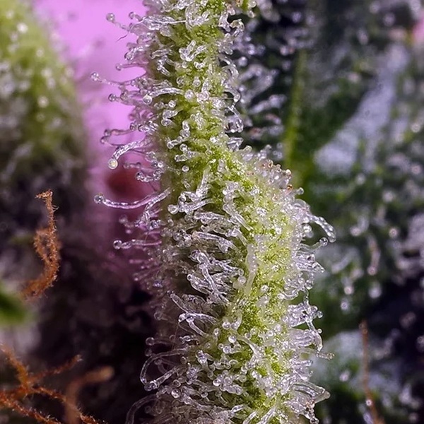 Gelonade (Sweet Seeds) feminisiert
