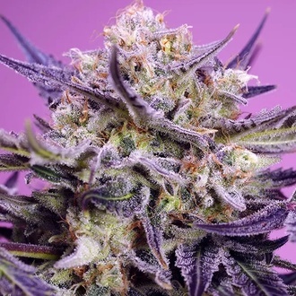 Pink Guava F1 Fast Version (Sweet Seeds) Feminisiert
