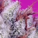 Pink Guava F1 Fast Version (Sweet Seeds) Feminisiert