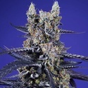 Delicious & Resinous Mix Auto (Sweet Seeds) Feminisiert