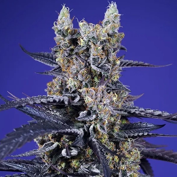 Delicious & Resinous Mix Auto (Sweet Seeds) Feminisiert