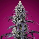 American Pie Mix (Sweet Seeds) Feminisiert
