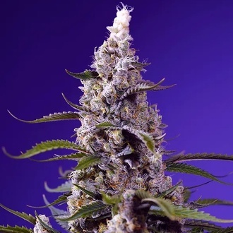 American Pie Mix (Sweet Seeds) Feminisiert