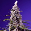 American Pie Mix (Sweet Seeds) Feminisiert