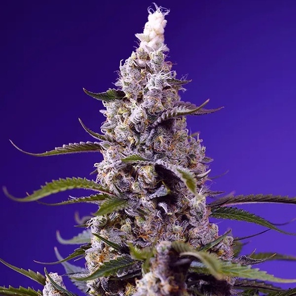 American Pie Mix (Sweet Seeds) Feminisiert