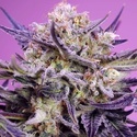 Terp Explosion Mix (Sweet Seeds) Feminisiert