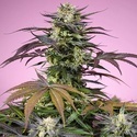Terp Explosion Mix (Sweet Seeds) Feminisiert
