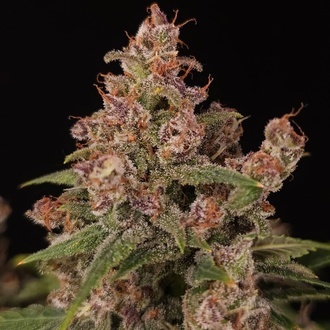Banana Purple Auto (Paradise Seeds) Feminisiert