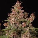 Banana Purple Auto (Paradise Seeds) Feminisiert