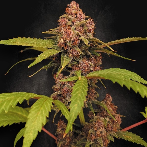 Banana Purple Auto (Paradise Seeds) Feminisiert