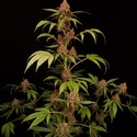Banana Purple Auto (Paradise Seeds) Feminisiert