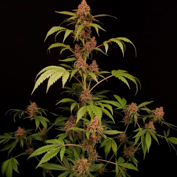 Banana Purple Auto (Paradise Seeds) Feminisiert
