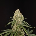 Tropical Fruit Cake (Paradise Seeds) Feminisiert