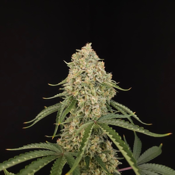 Tropical Fruit Cake (Paradise Seeds) Feminisiert