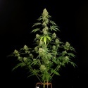 Tropical Fruit Cake (Paradise Seeds) Feminisiert