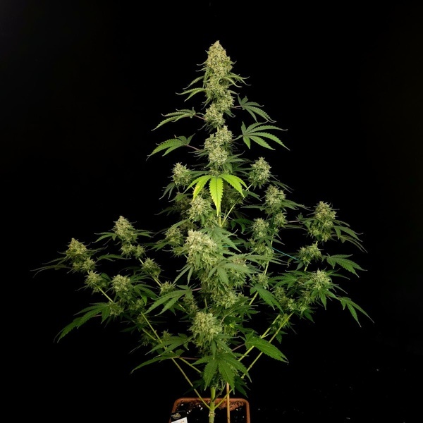 Tropical Fruit Cake (Paradise Seeds) Feminisiert