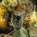 Tropical Fruit Cake (Paradise Seeds) Feminisiert