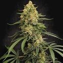 Zesty Bliss (Paradise Seeds) Feminisierte Samen