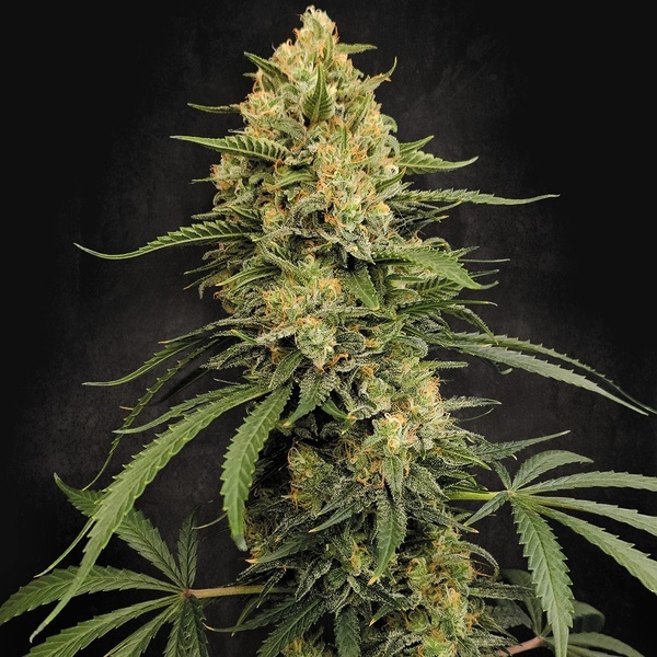 Zesty Bliss (Paradise Seeds) Feminisierte Samen