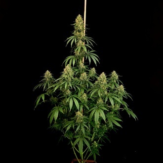 Zesty Bliss (Paradise Seeds) Feminisierte Samen