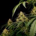 Zesty Bliss (Paradise Seeds) Feminisierte Samen