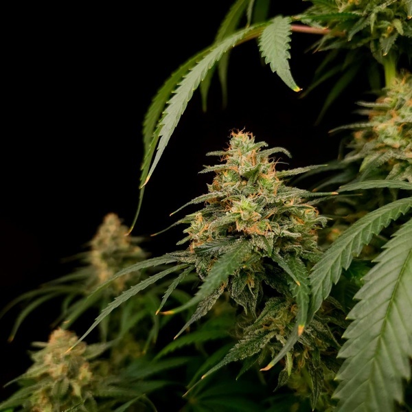 Zesty Bliss (Paradise Seeds) Feminisierte Samen
